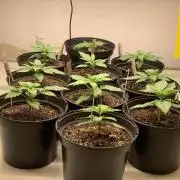 Chemdog & Jack Here by GHSC