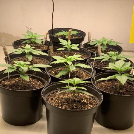 Chemdog & Jack Here by GHSC