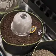 GrowmasterFlash big Pot Lemon Cherry