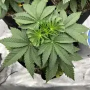 Tutankhamon x Cookies USA automated