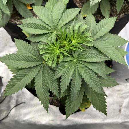 Tutankhamon x Cookies USA automated