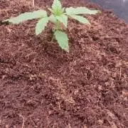 Frostbanger FB 11-12-25