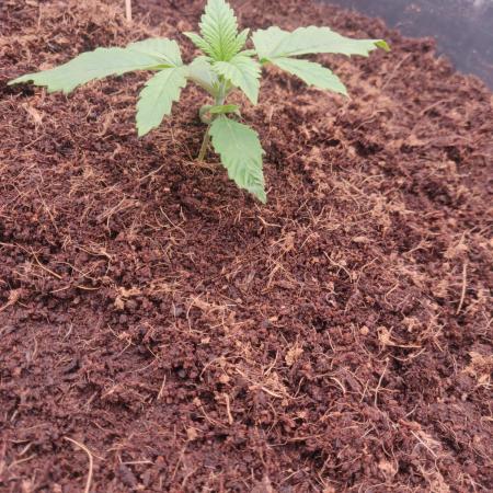 Frostbanger FB 11-12-25