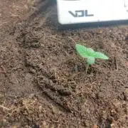 Amnesia zkittels FB 11-12-25