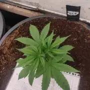 Gorilla cookies 42 auto