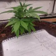 Gorilla cookies 42 auto