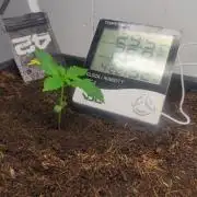 Amnesia zkittels FB 11-12-25