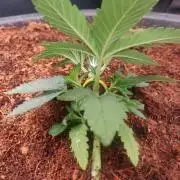 Frostbanger FB 23-11-25