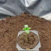 Amnesia zkittels FB 11-12-25