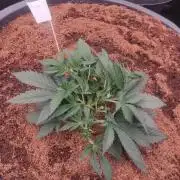 Frostbanger FB 23-11-25