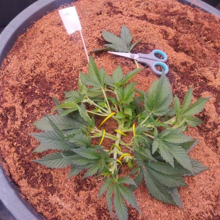 Frostbanger FB 23-11-25