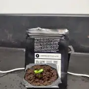 Amnesia zkittels FB 11-12-25