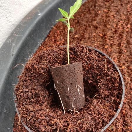 Gorilla cookies 42 auto