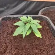 Amnesia zkittels FB 11-12-25