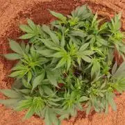 Frostbanger FB 23-11-25