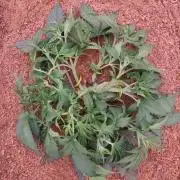 Frostbanger FB 23-11-25