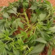 Frostbanger FB 23-11-25