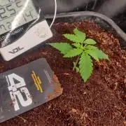 Amnesia zkittels FB 11-12-25