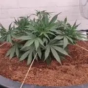 Gorilla cookies FB 19-11-25