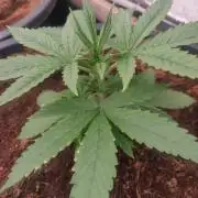 Gorilla cookies 42 auto