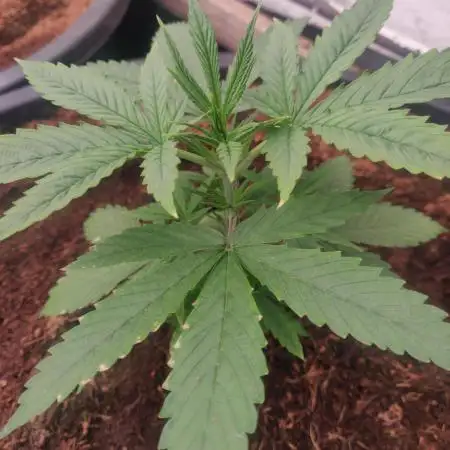 Gorilla cookies 42 auto