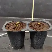 Frostbanger FB 11-12-25