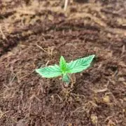 Frostbanger FB 11-12-25