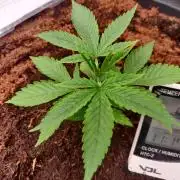 Gorilla cookies 42 auto