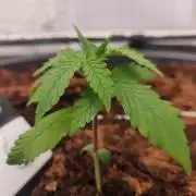 Gorilla cookies 42 auto