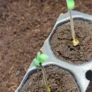 Frostbanger FB 11-12-25