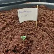 Frostbanger FB 11-12-25