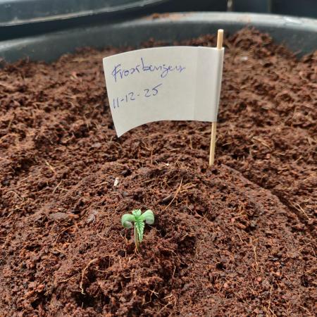 Frostbanger FB 11-12-25