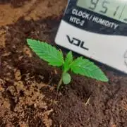 Amnesia zkittels FB 11-12-25