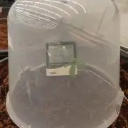 Gorilla cookies 42 auto