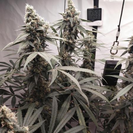 Bruce Banner#3