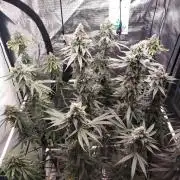 Bruce Banner#3