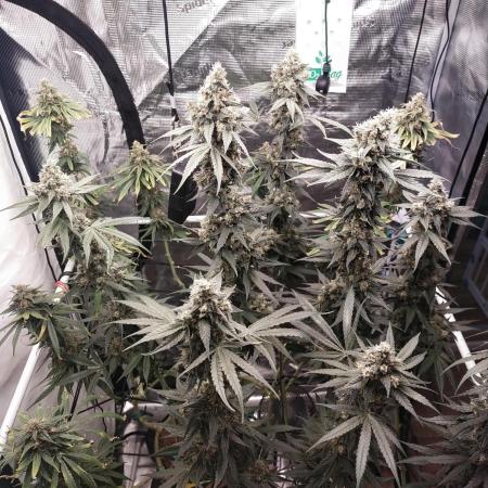 Bruce Banner#3