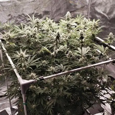 Bruce Banner