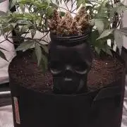BB#3 gen. 2