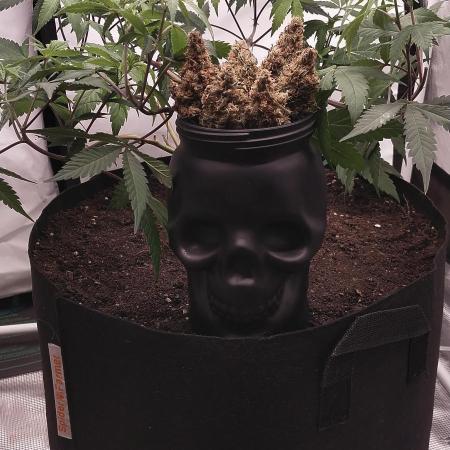 BB#3 gen. 2