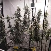 Bruce Banner#3