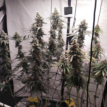 Bruce Banner#3