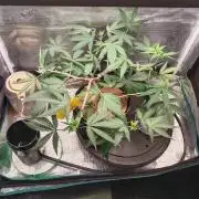 BB#3 gen. 2