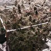 Bruce Banner