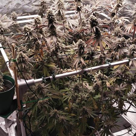 Bruce Banner