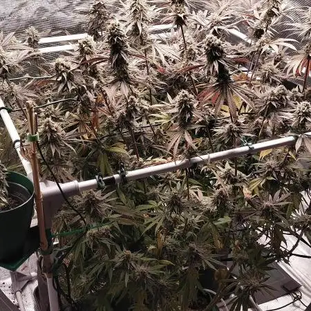 Bruce Banner