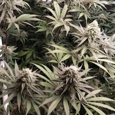 Bruce Banner
