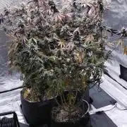 Bruce Banner