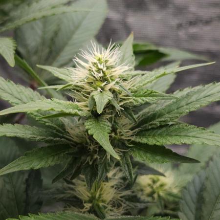 Dutch passion-Hifi 4g