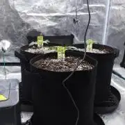 First grow Fastbuds Auto